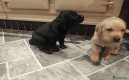 Labrador Retriever dogs for sale: KC Labrador puppies 5weeks old 3 boys  - Image 10