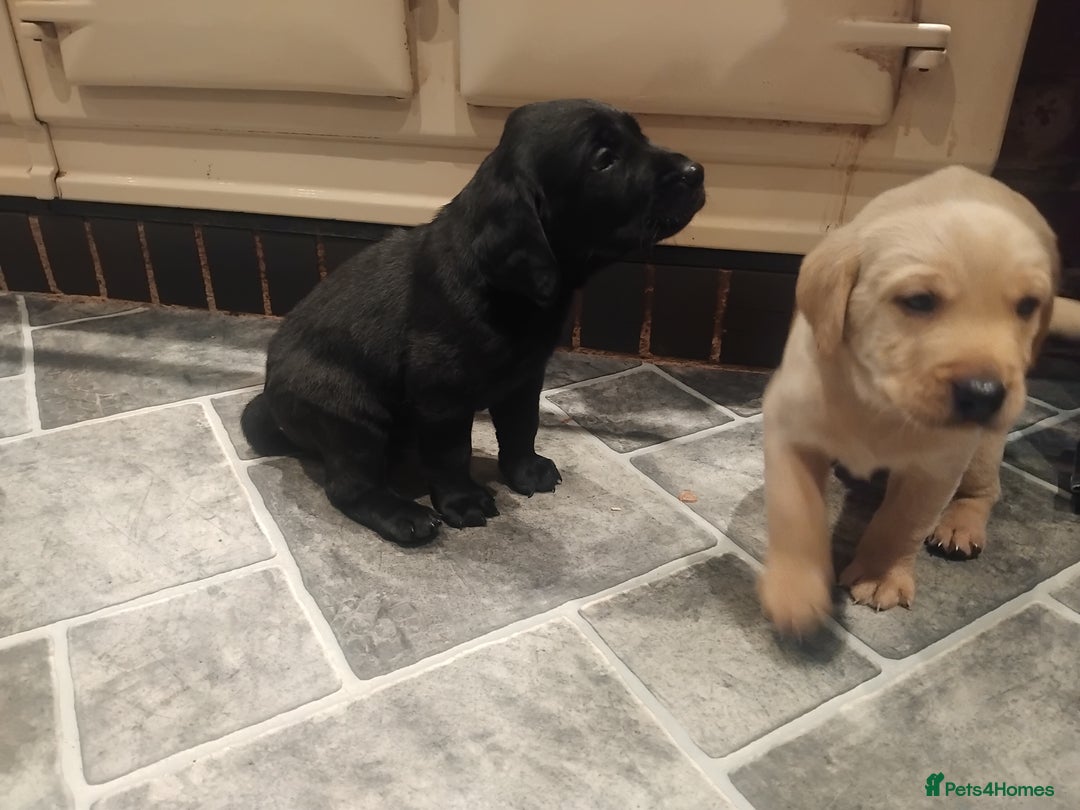 Labrador Retriever dogs for sale: KC Labrador puppies 5weeks old 3 boys  - Image 10