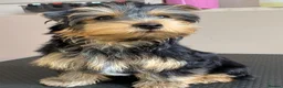 Yorkshire Terrier dogs for sale: KC Registered Yorkshire Terrier Puppies  - Advert 10
