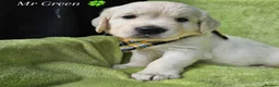 Golden Retriever dogs for sale: Outstanding Kc registered Golden Retriever puppies - Advert 33