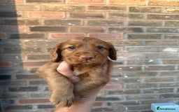 Cocker Spaniel dogs for sale: Working Cocker spaniel FTCH Bloodline  - Image 15