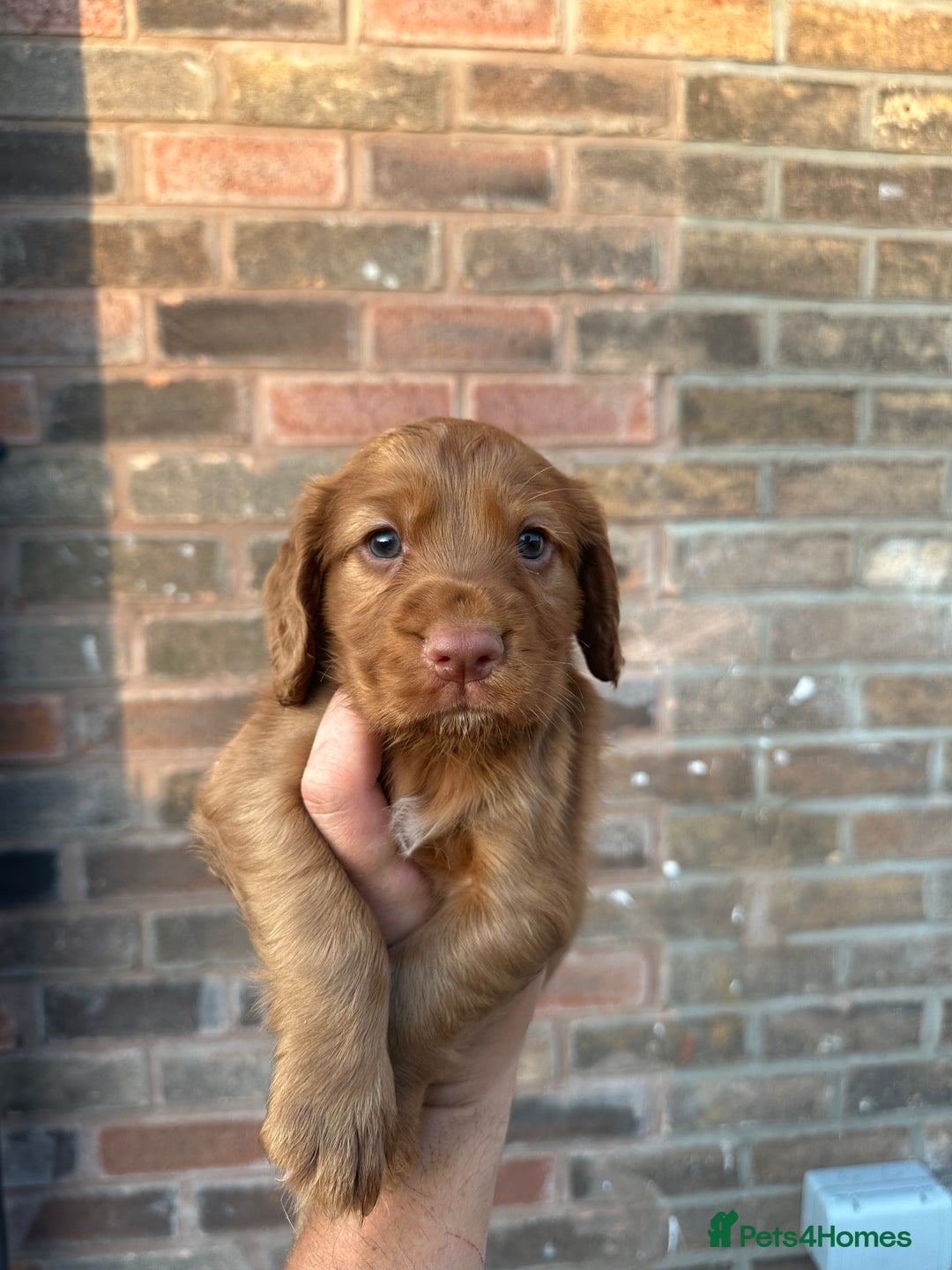 Cocker Spaniel dogs for sale: Working Cocker spaniel FTCH Bloodline  - Image 15