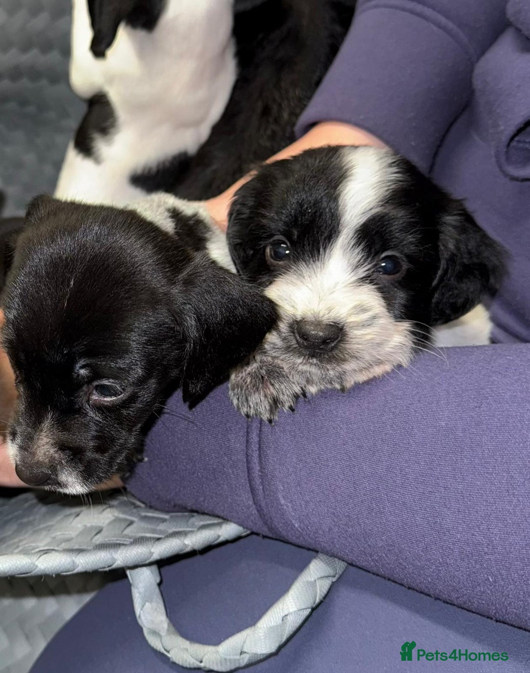 Mixed Breed dogs for sale: Gorgeous Springerjack Puppies  - Advert 5