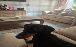 Dachshund dogs for sale: Dachsund female 18months old - Image 2