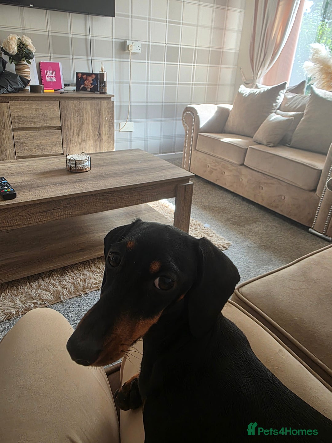 Dachshund dogs for sale: Dachsund female 18months old - Image 2