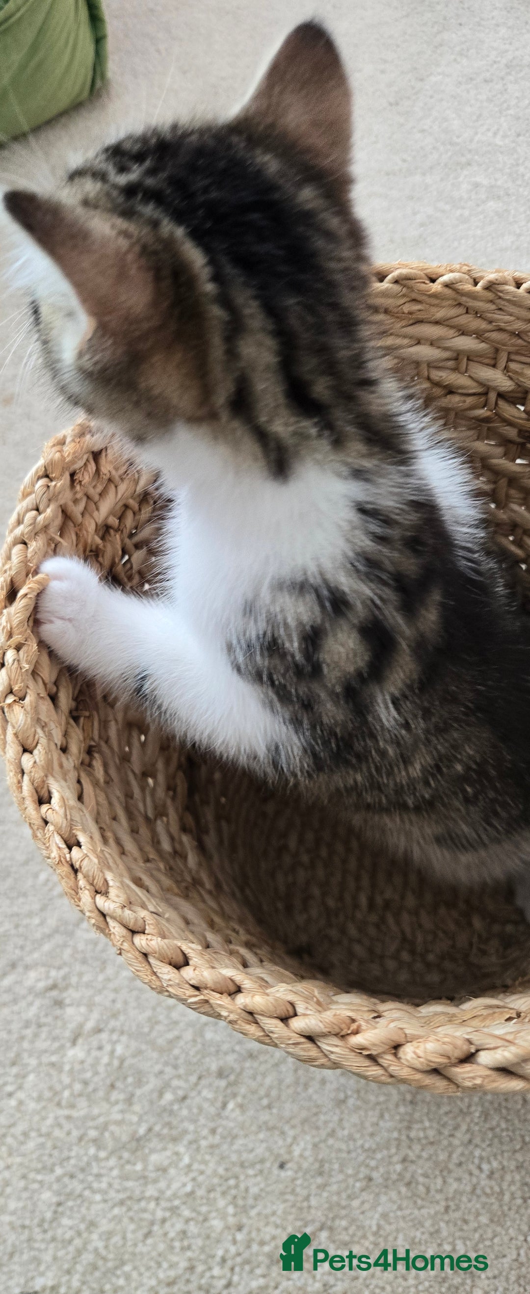 Mixed Breed cats for sale: Heart-Marked & Beautiful Kittens Ready - Image 16