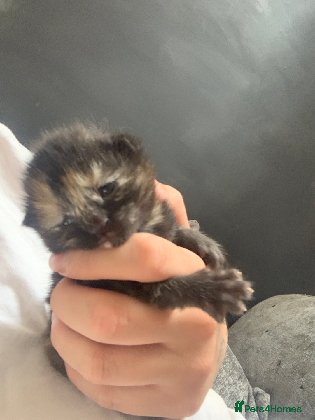 Mixed Breed cats for sale: Gorgeous kittens💗 - Image 7