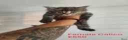 Maine Coon cats for sale: 🐾 6 BEAUTIFUL KITTENS LOOKING FOR LOVING HOMES 🐾 - Advert 7