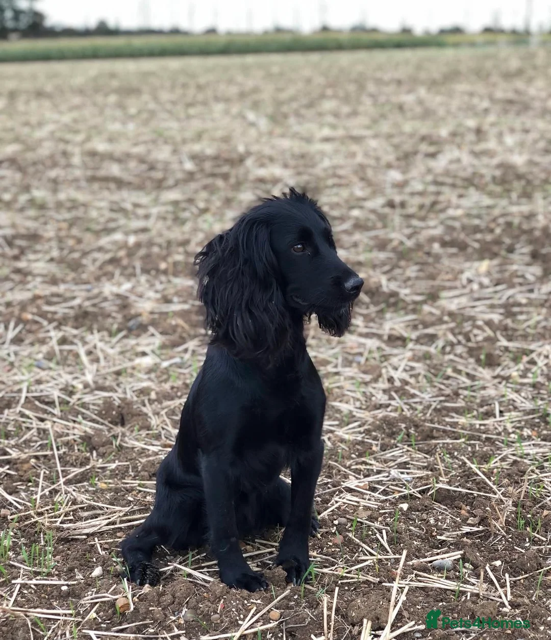 Cocker Spaniel dogs for sale: chocolate working cocker spaniel puppies  - Advert 1
