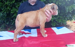 Old Tyme Bulldog dogs for sale: Victorian Bulldogs HEALTH TESTED - Image 14