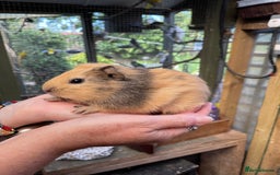 Guinea Pig rodents for sale: Bonded baby guinea pigs  - Image 4