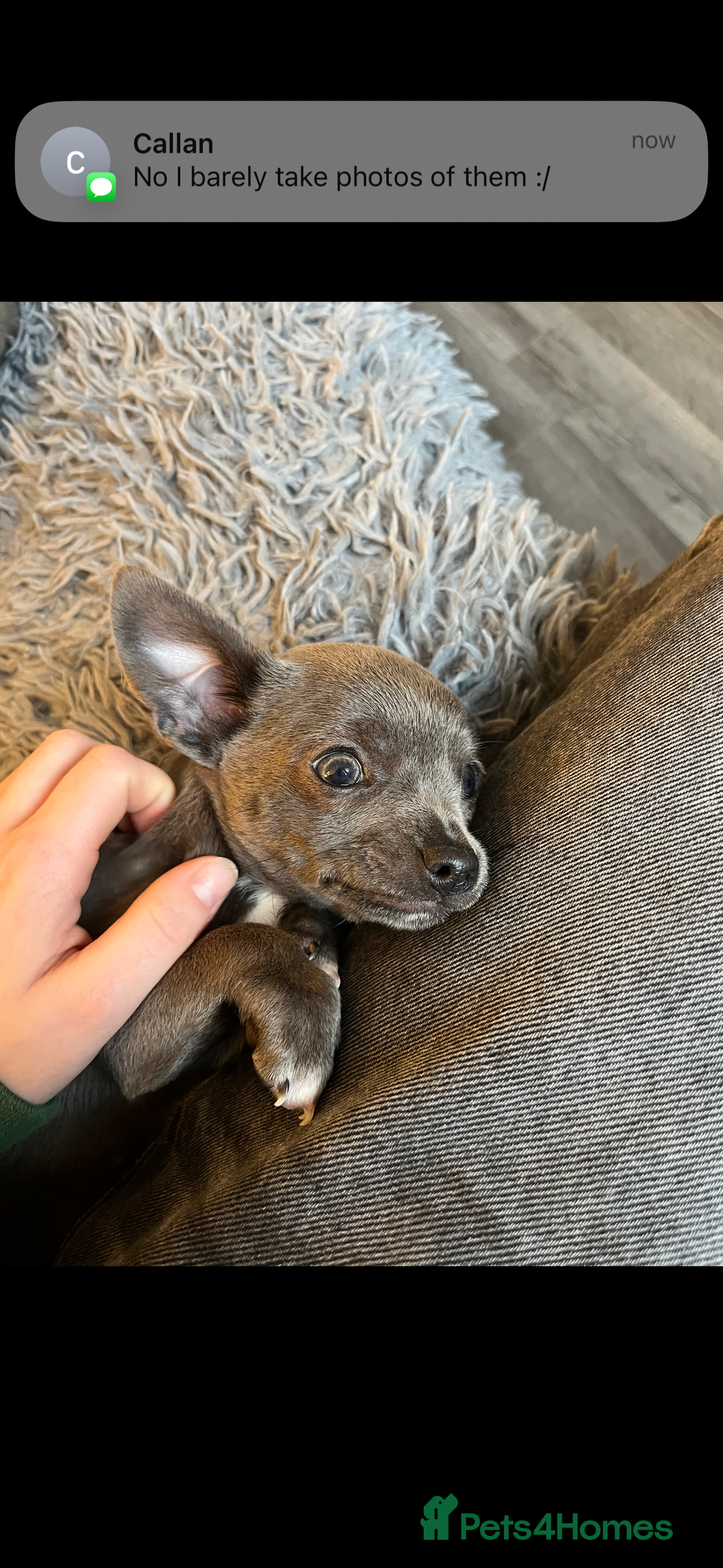 Chihuahua dogs for sale: Blue chihuahua puppies - Advert 11