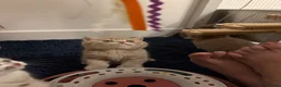 British Shorthair cats for sale: BSH kittens 💝 5 🌟🌟🌟🌟🌟 - Advert 8