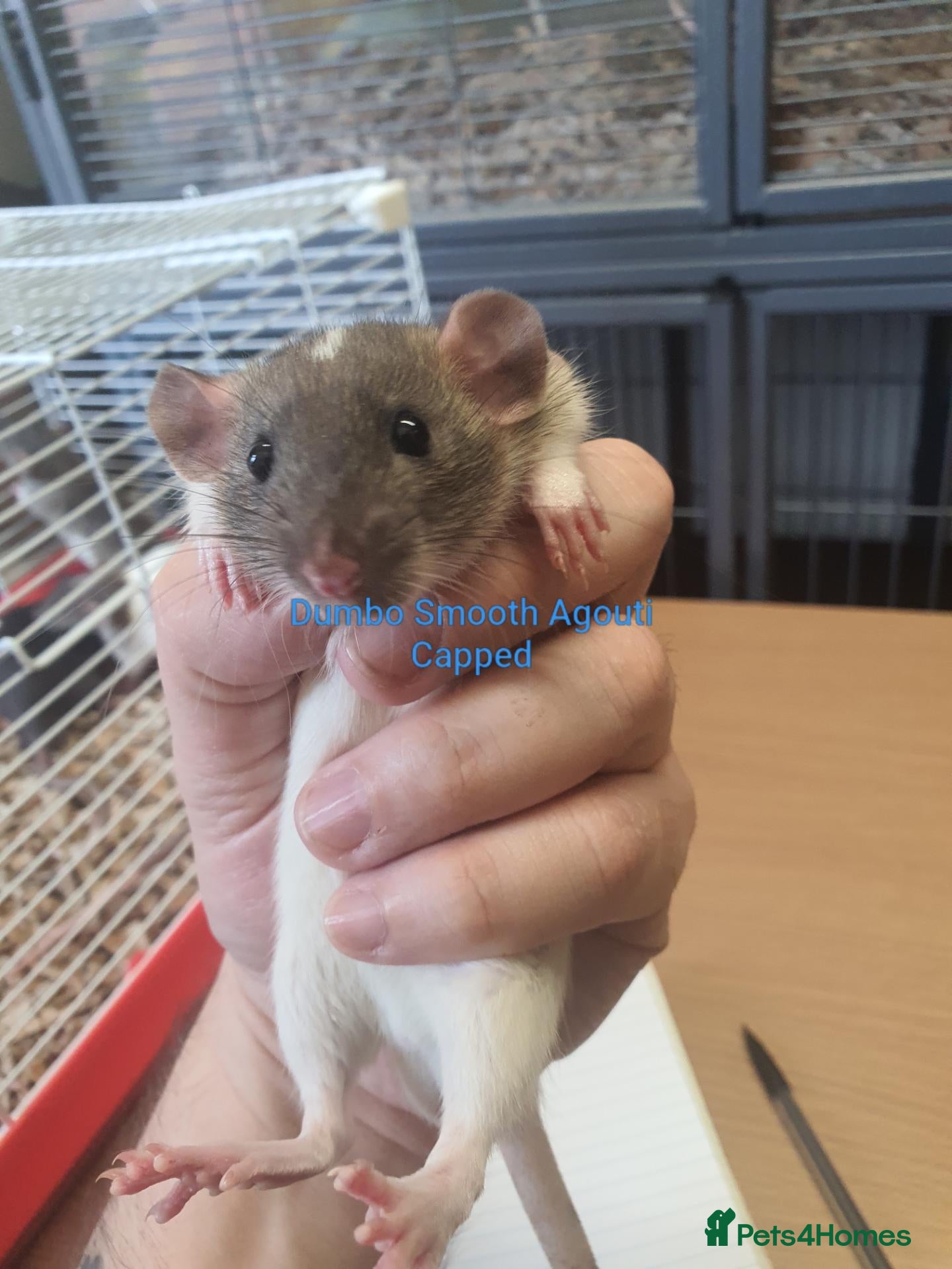 Rat rodents Rat kits for sale - Advert 1