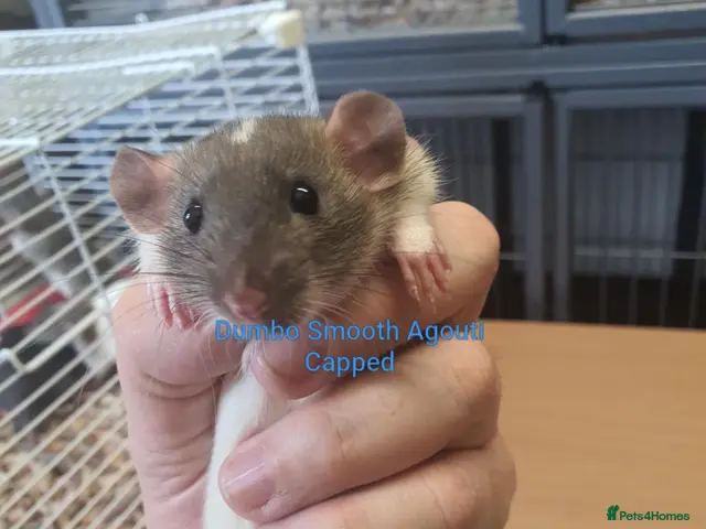 Rat rodents for sale: Rat kits for sale - Advert 1