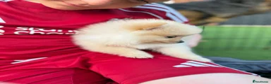 Pomeranian 2