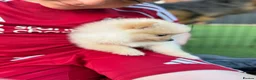 Pomeranian dogs for sale:  **  Pomeranian puppy’s ready to leave  in Liverpool - Advert 3