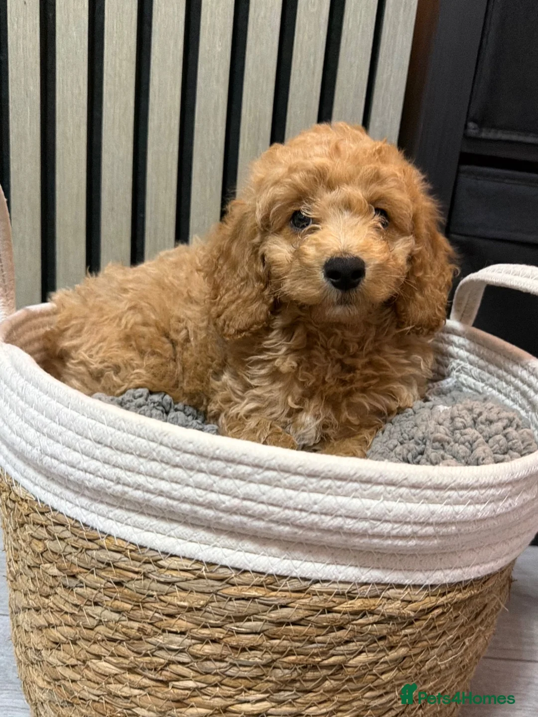 Cavapoo dogs for sale: Ruby cavapoo puppies - Advert 2
