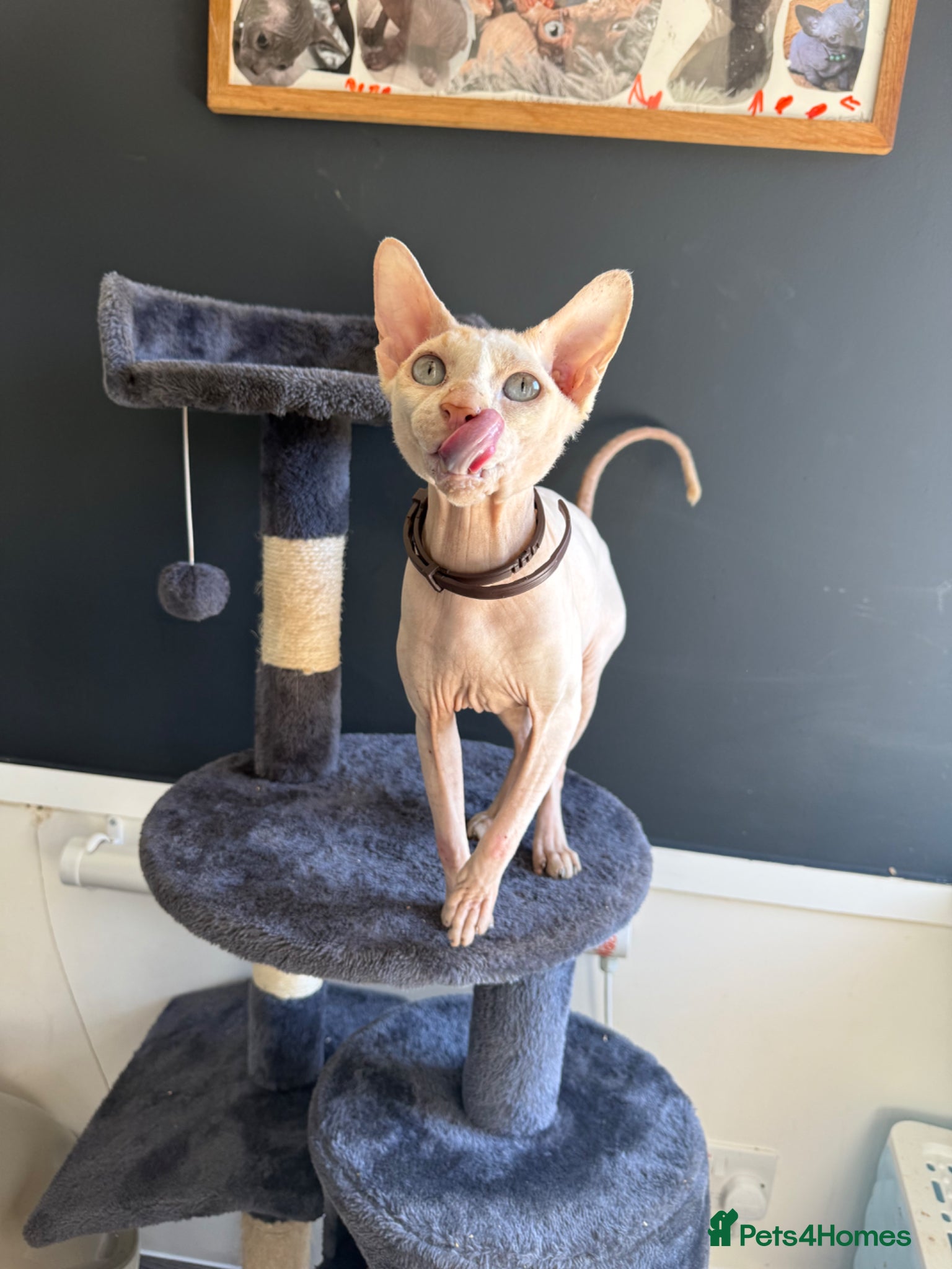 Sphynx cats Handsome Boy for stud - Advert 4