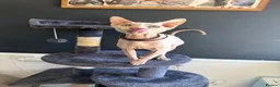 Sphynx cats for stud: Handsome Boy for stud in King's Lynn - Advert 1