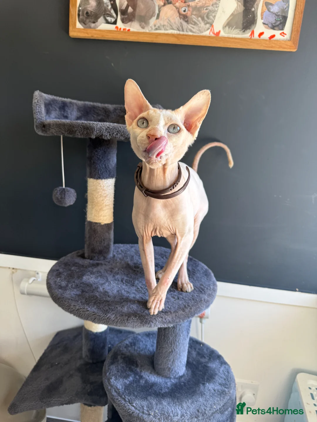Sphynx cats for stud: Handsome Boy for stud in King's Lynn - Advert 1