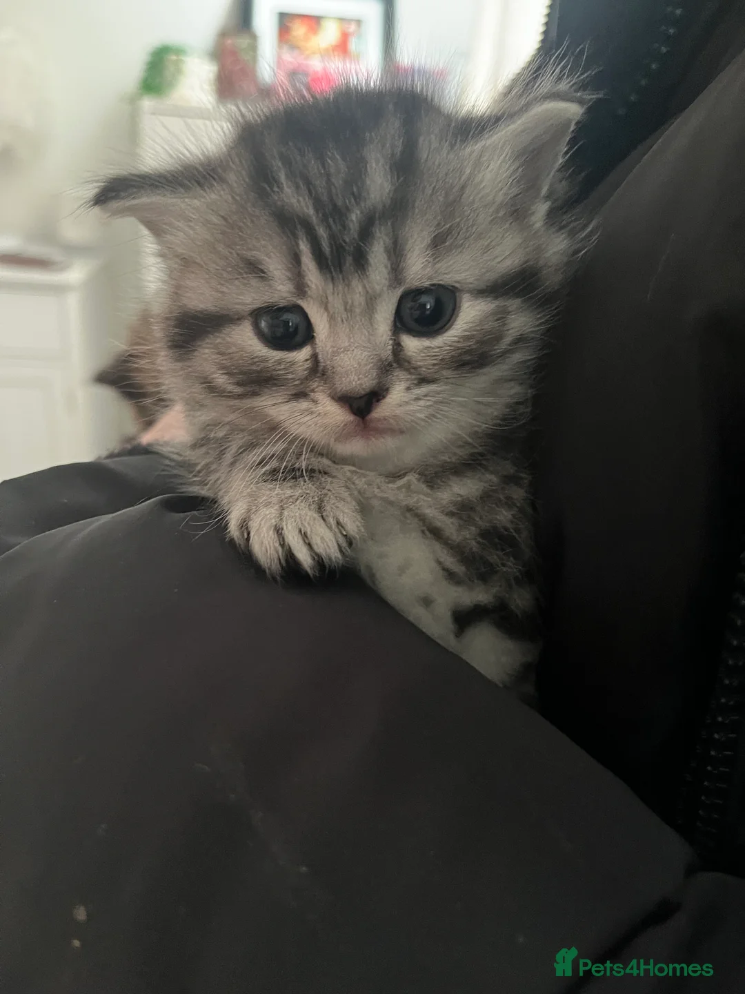 British Shorthair cats for sale: 3 beautiful kittens for sale Bsh/norwegian   - Advert 13