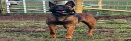 Belgian Shepherd Dog dogs for sale: Belgian Malinois bitch (Duco, Tommy Pegg)  - Advert 1