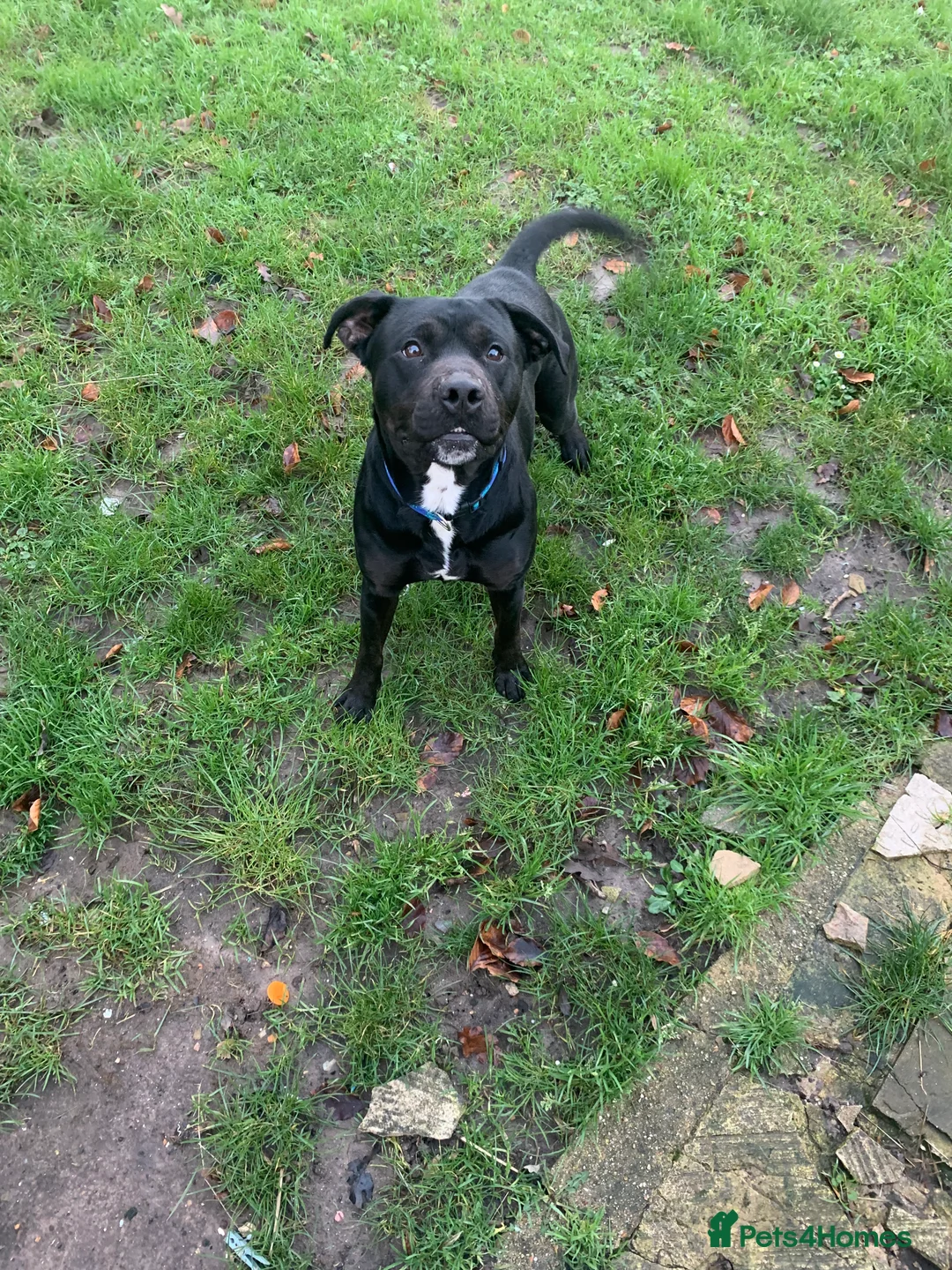 Staffordshire Bull Terrier dogs for sale: Sad sale of duke our much loved staff  - Advert 3