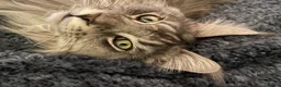 Maine Coon cats for sale: Storm in Abingdon - Advert 4