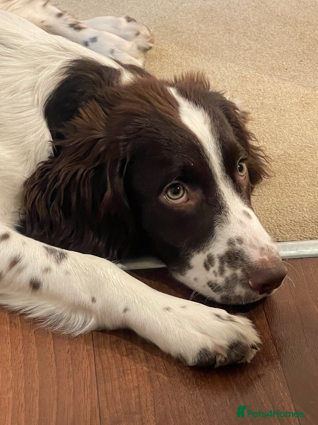 English Springer Spaniel dogs for sale: Beautiful male looking for his forever family - Image 2
