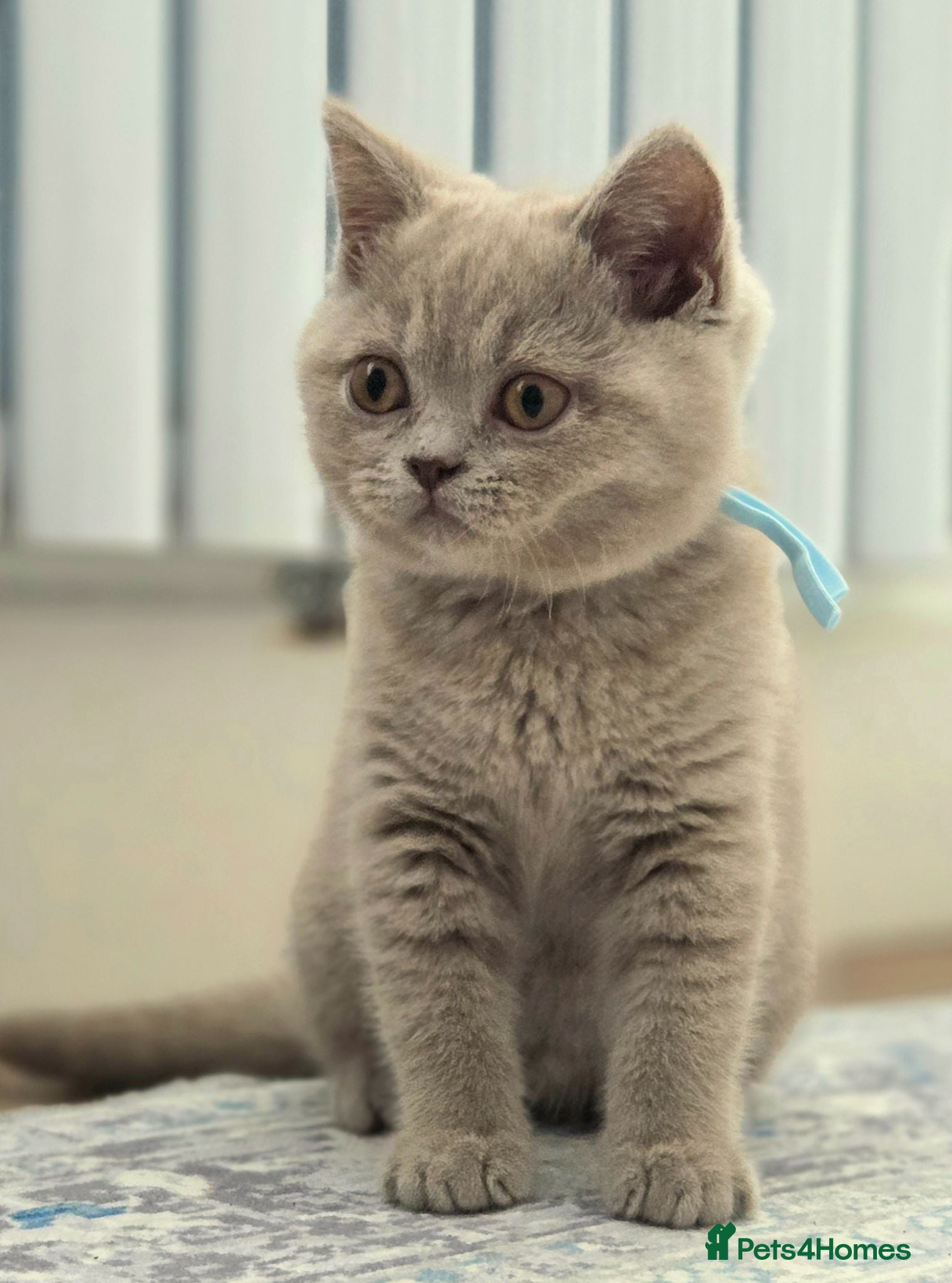 British Shorthair cats Chunky Teddy Bear ✨ Pure British Shorthair Kittens - Advert 2