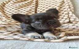 French Bulldog dogs for sale: Beautiful litter off French bulldog puppies  - Image 22