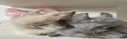 Mixed Breed rabbits for sale: lionhead x mini lop baby boys 🩵 - Advert 1