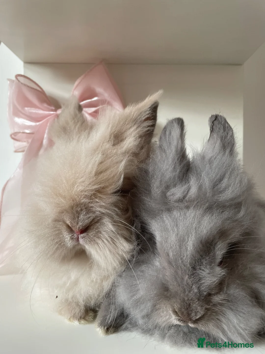 Mixed Breed rabbits for sale: lionhead x mini lop baby boys 🩵 - Advert 1