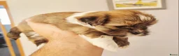 Lhasa Apso dogs for sale: Adorable Lhasa Apso Puppies  - Advert 22