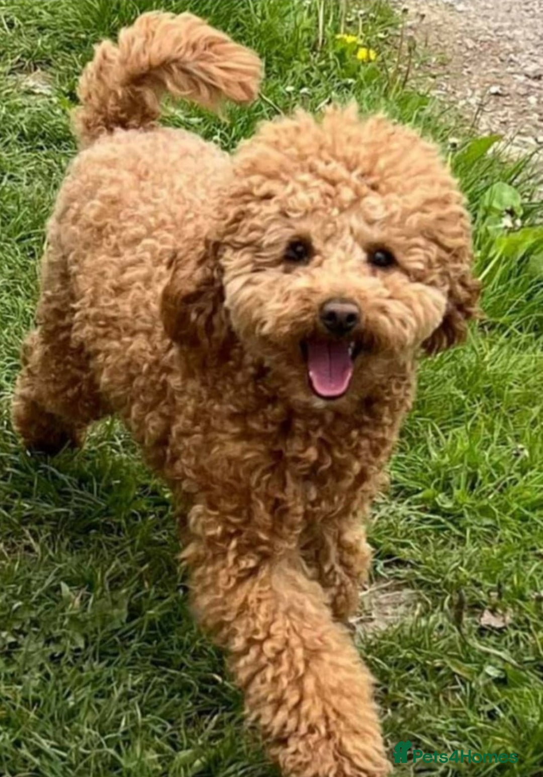 Toy Poodle dogs for stud: Red Health tested Toy Poodle Stud - Advert 3