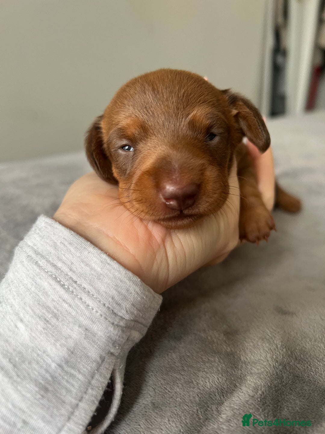 Dachshund dogs for sale: Female Dacshunds - Advert 6