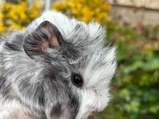 Guinea Pig rodents Gorgeous baby Guinea pigs - Advert 1