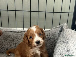 Cockapoo dogs Toy Cockapoo Puppies - Advert 3