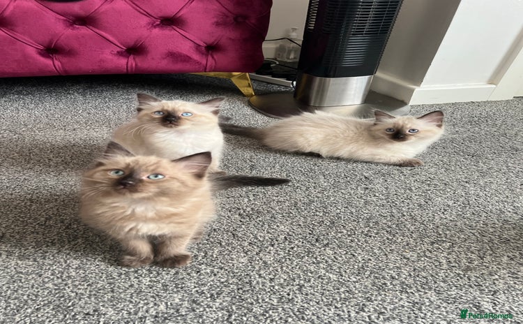Ragdoll cats - Advert 3
