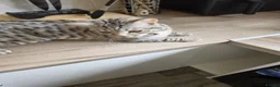 Mixed Breed cats for sale: Bengal cross and British short haired  - Advert 8