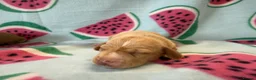 Miniature Dachshund dogs for sale: Kc Reg Smooth Haired Miniature Dachshunds  - Advert 13