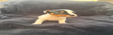 Jack Russell 5
