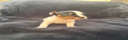 Jack Russell dogs for sale: Jack Russell puppies for sale  - Advert 8