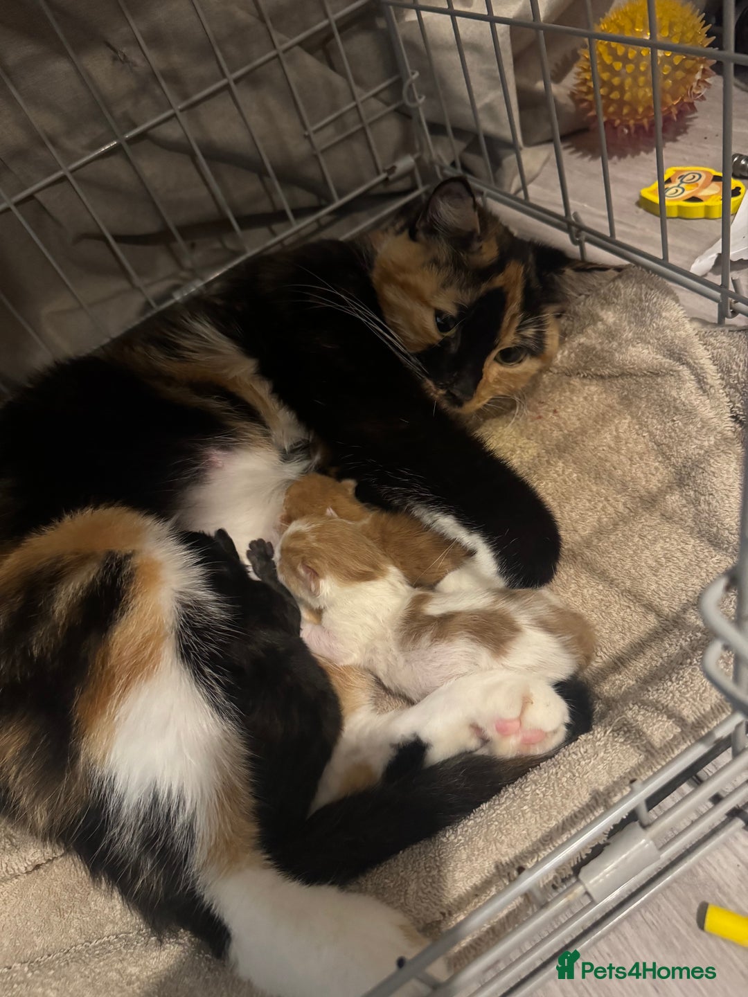 Mixed Breed cats for sale: 9 week old boy - Advert 2