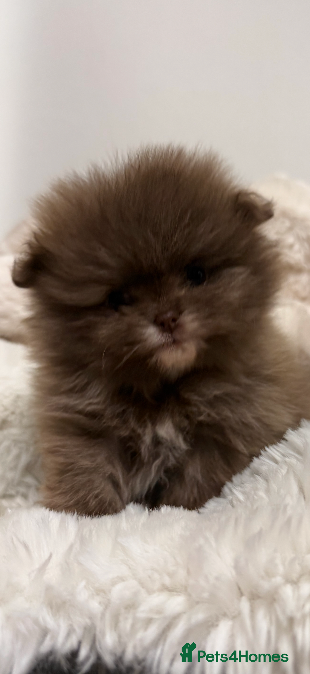 Pomeranian dogs for sale: ✨ Beautiful Pomeranian Puppies Available ✨ - Advert 6