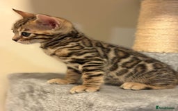 Bengal cats for sale: TICA Bengal kittens - Image 2