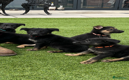 German Shepherd dogs for sale: German shepherd puppies  - Image 9