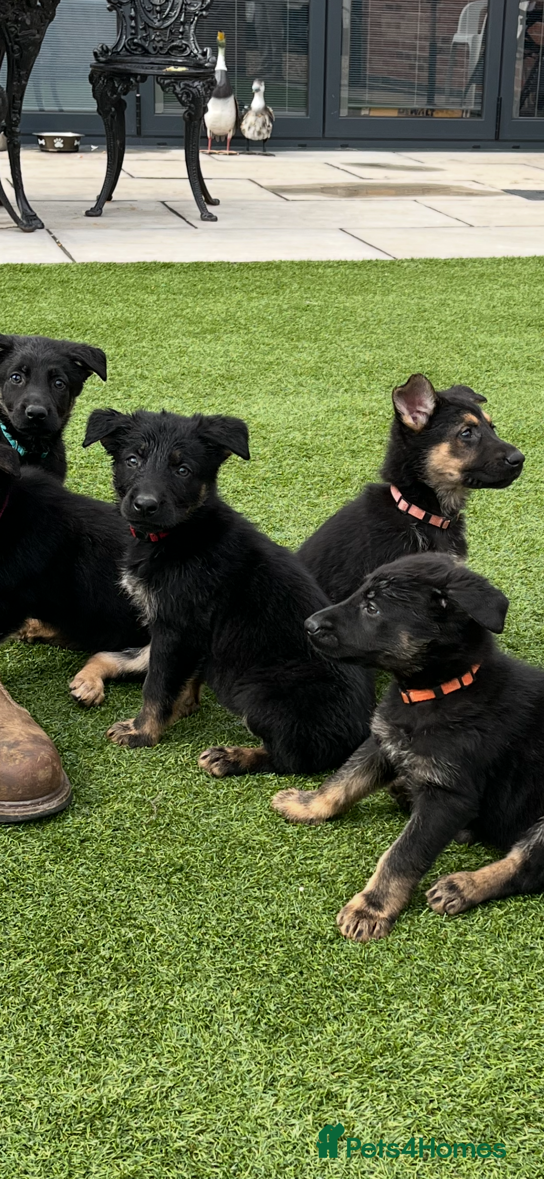 German Shepherd dogs for sale: German shepherd puppies  - Image 9