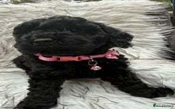 Cockapoo dogs for sale: SMALL COCKAPOO BABYS - Image 13
